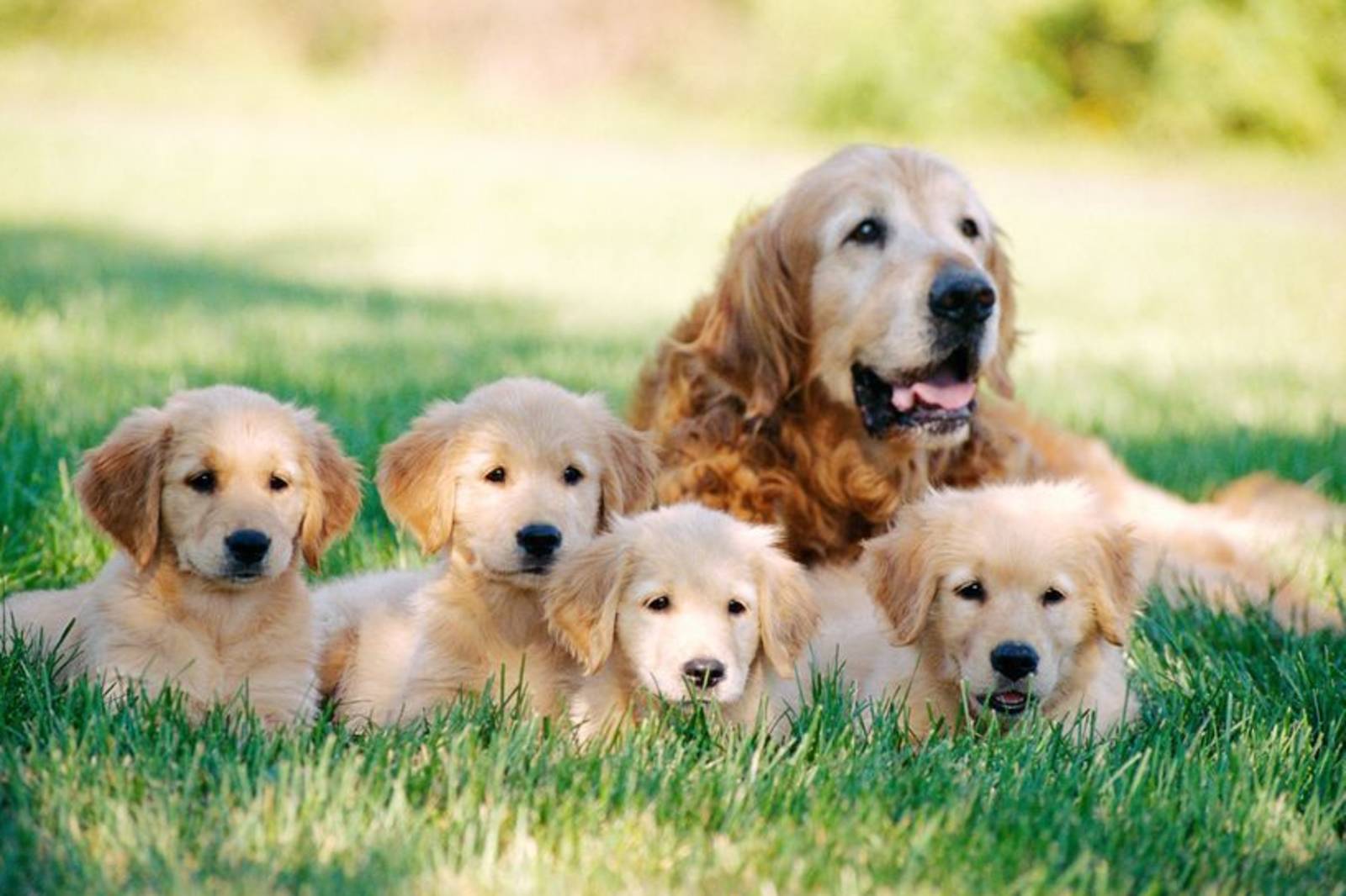 人類忠心的好朋友~認識狗