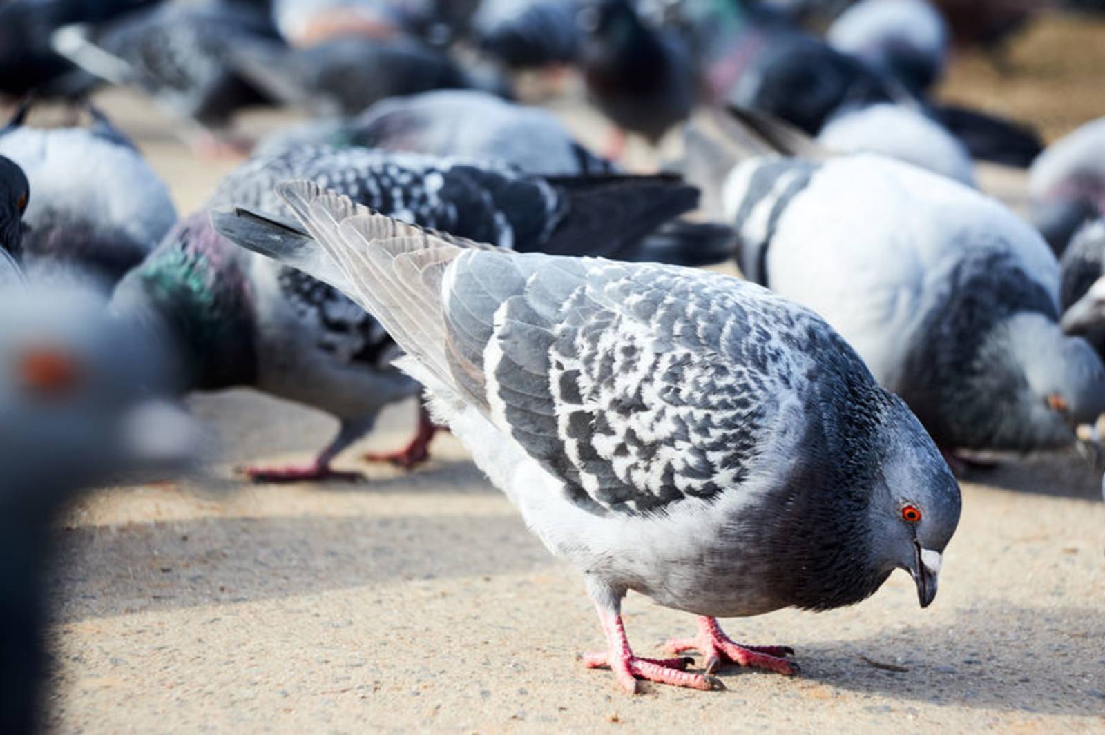 空中飛翔不迷路~認識鴿子