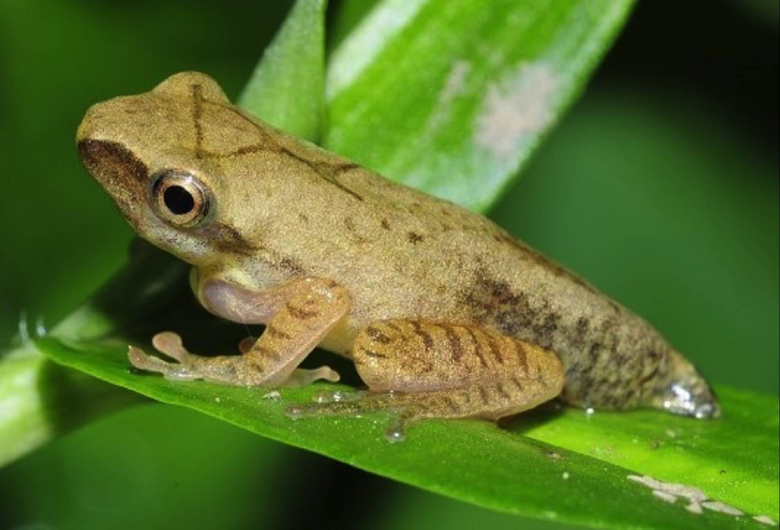 外來入侵蛙類～認識斑腿樹蛙