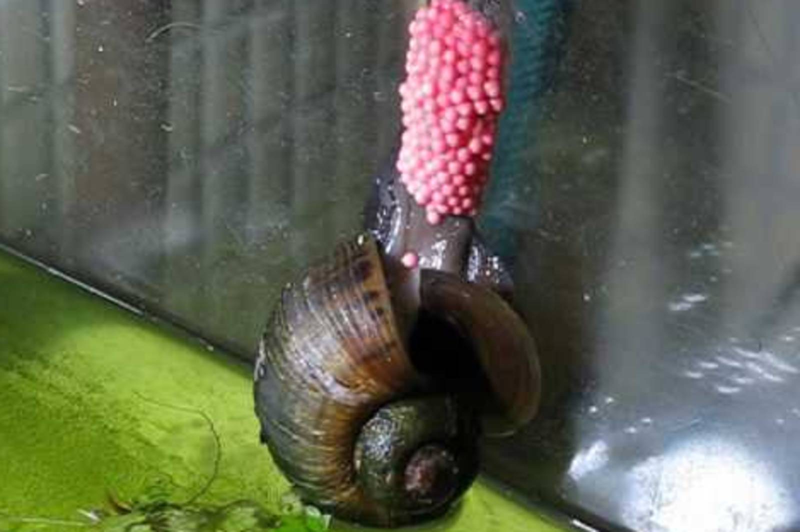 稻米幼苗的大尅星～認識福壽螺