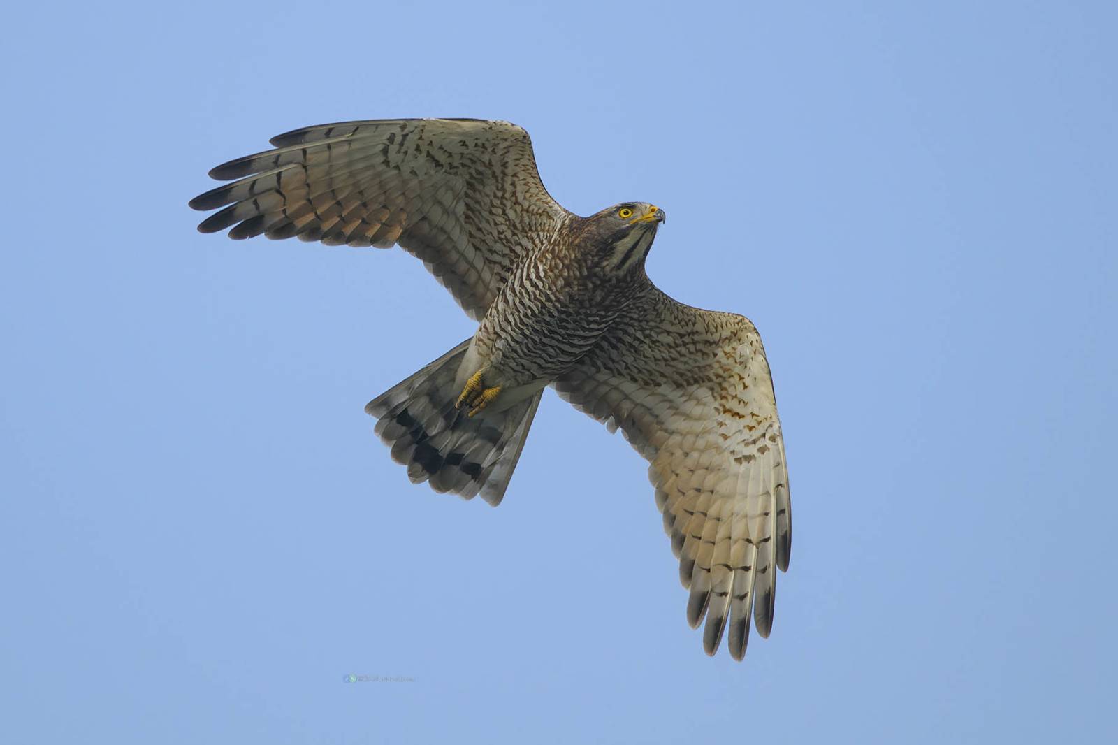 來台過冬的鳥朋友~認識灰面鵟鷹