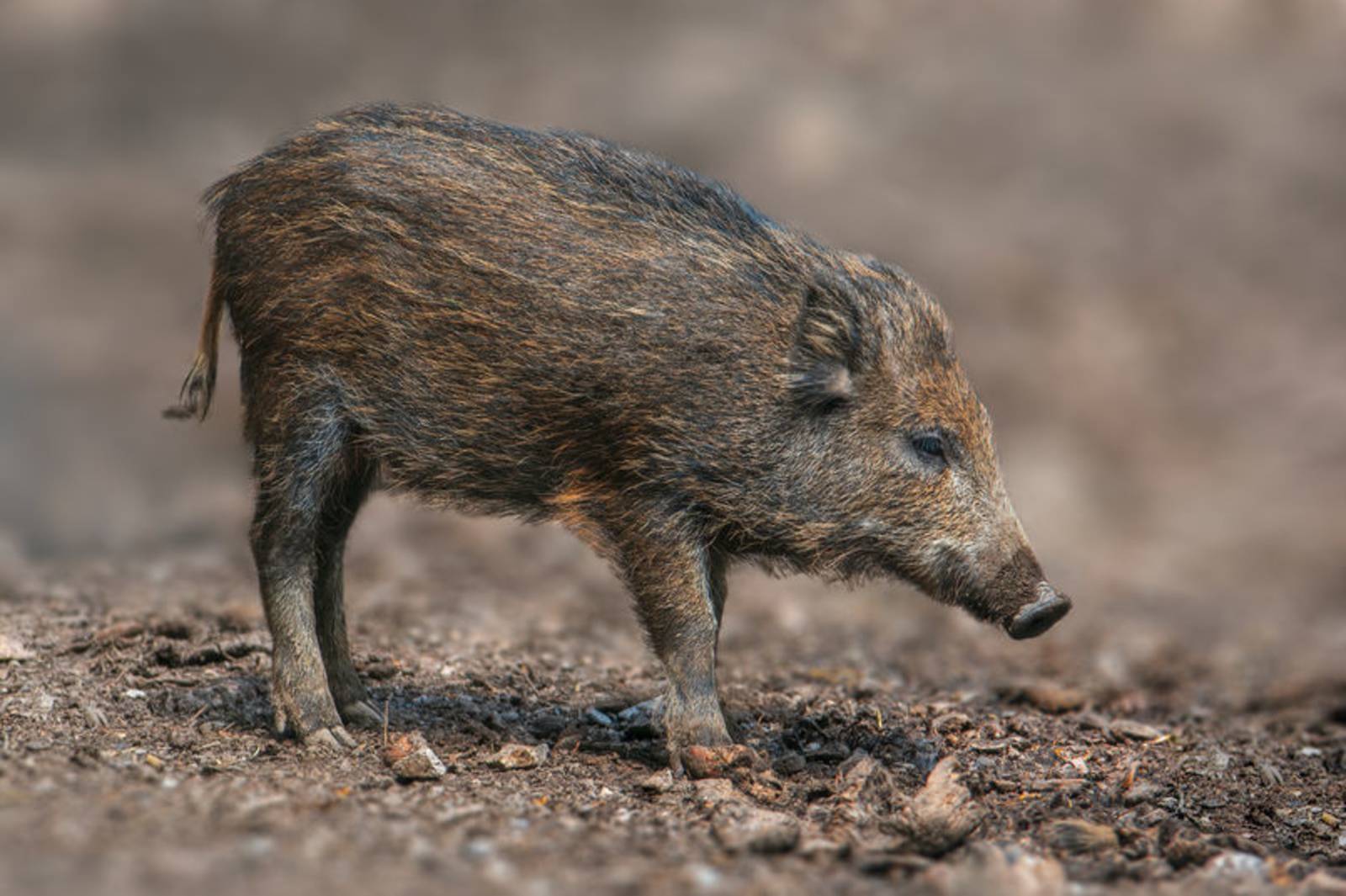 野豬獠牙具攻擊性~認識野豬