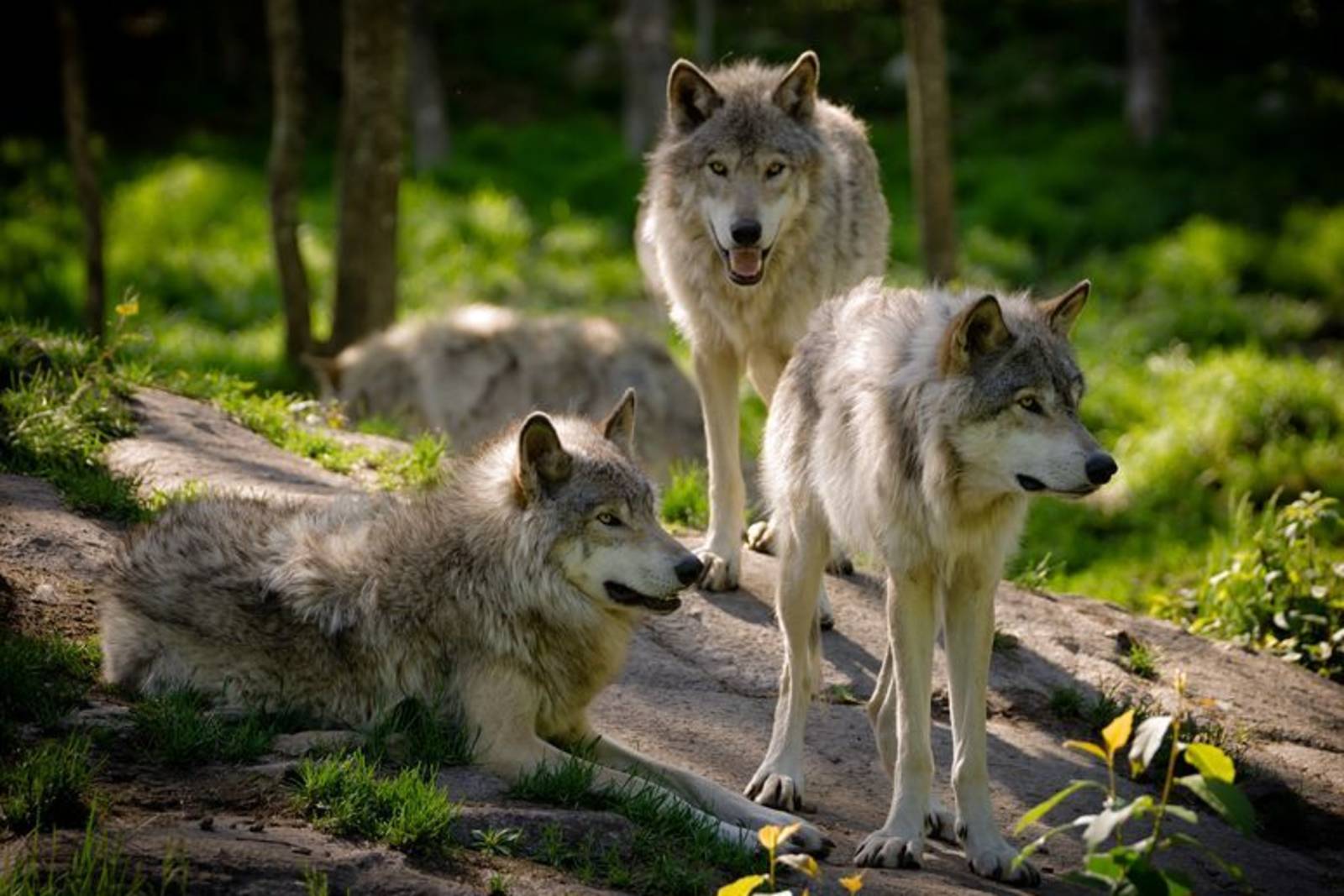 20.SDG15陸地：繪本《 荒野中的十四隻狼》