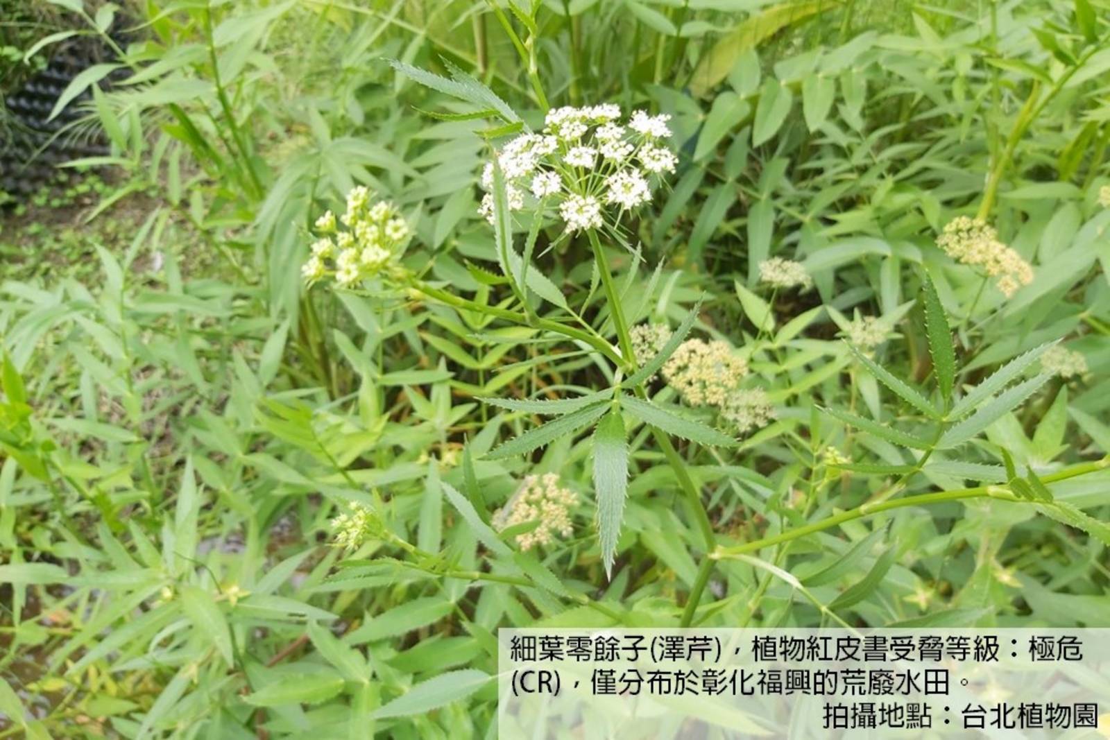22.SDG15陸地：前進植物園，認識植物方舟計畫