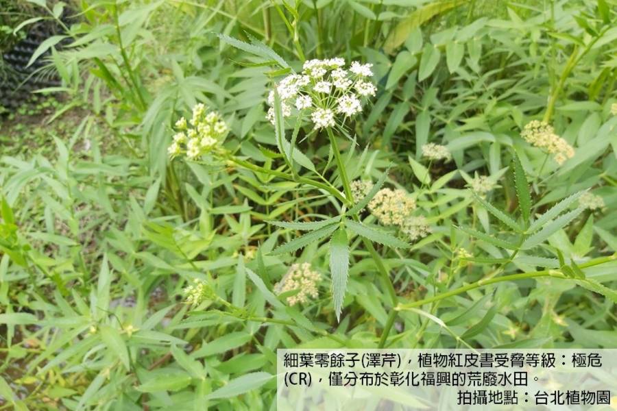 22.SDG15陸地：前進植物園，認識植物方舟計畫
