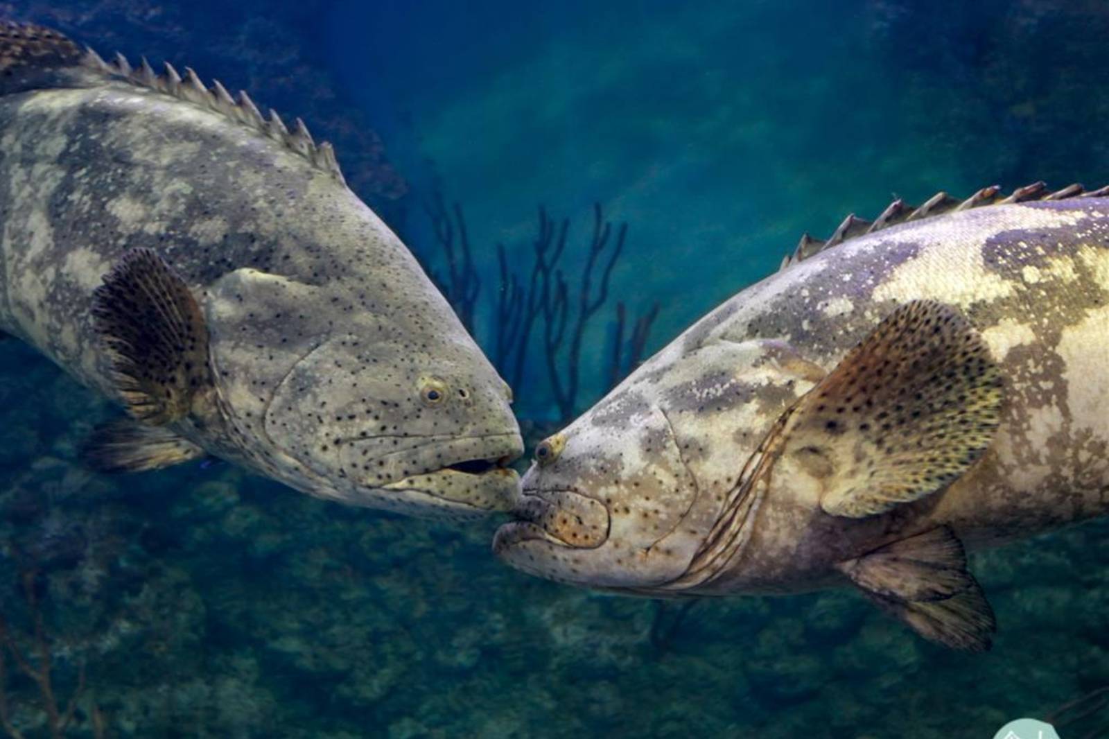 石斑魚變性.自由中國號冒險故事