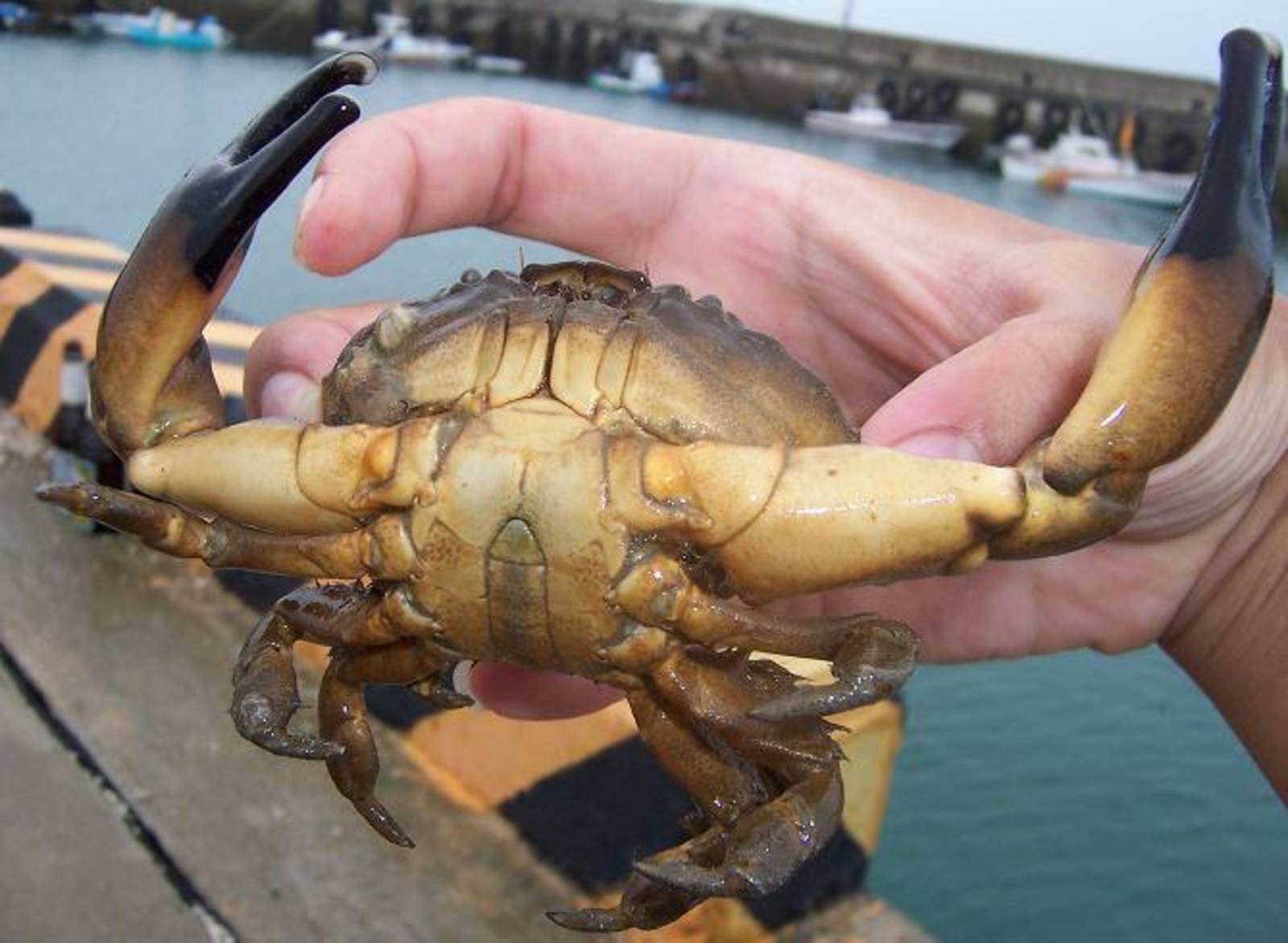 光手滑面蟹資源復育.自由中國號冒險故事