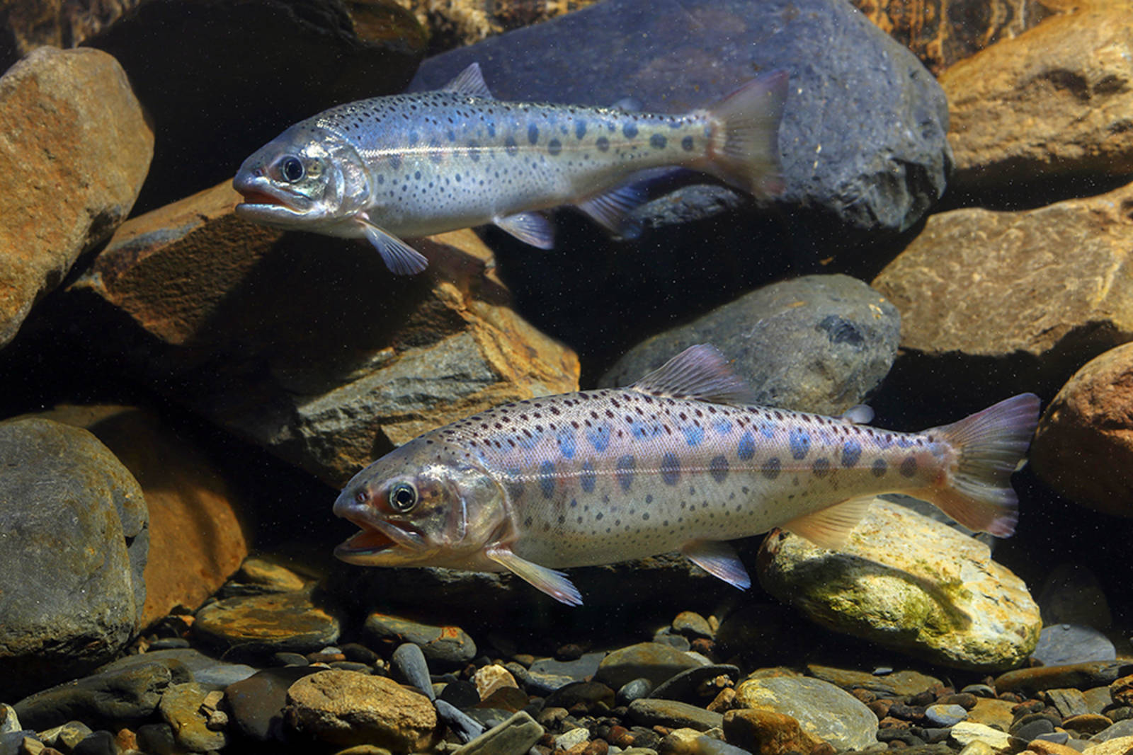 櫻花鉤吻鮭復育研究.臺灣鹽業發展史