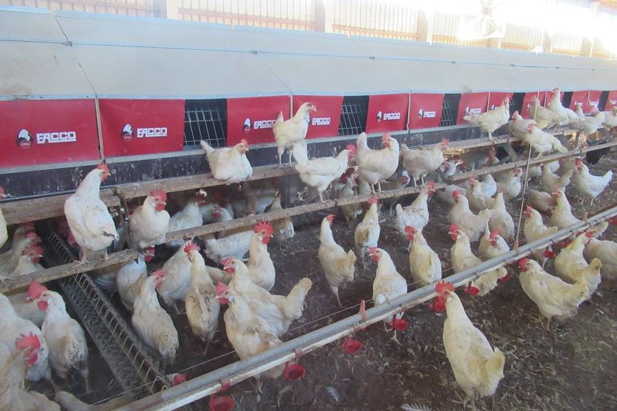 2023全球華文永續報導獎入圍-蛋荒危雞 永續轉機