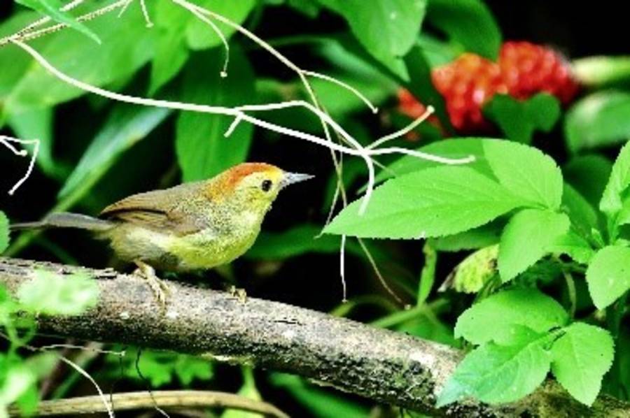 春天春分彰化縣花壇鄉大嶺巷聲景-山紅頭