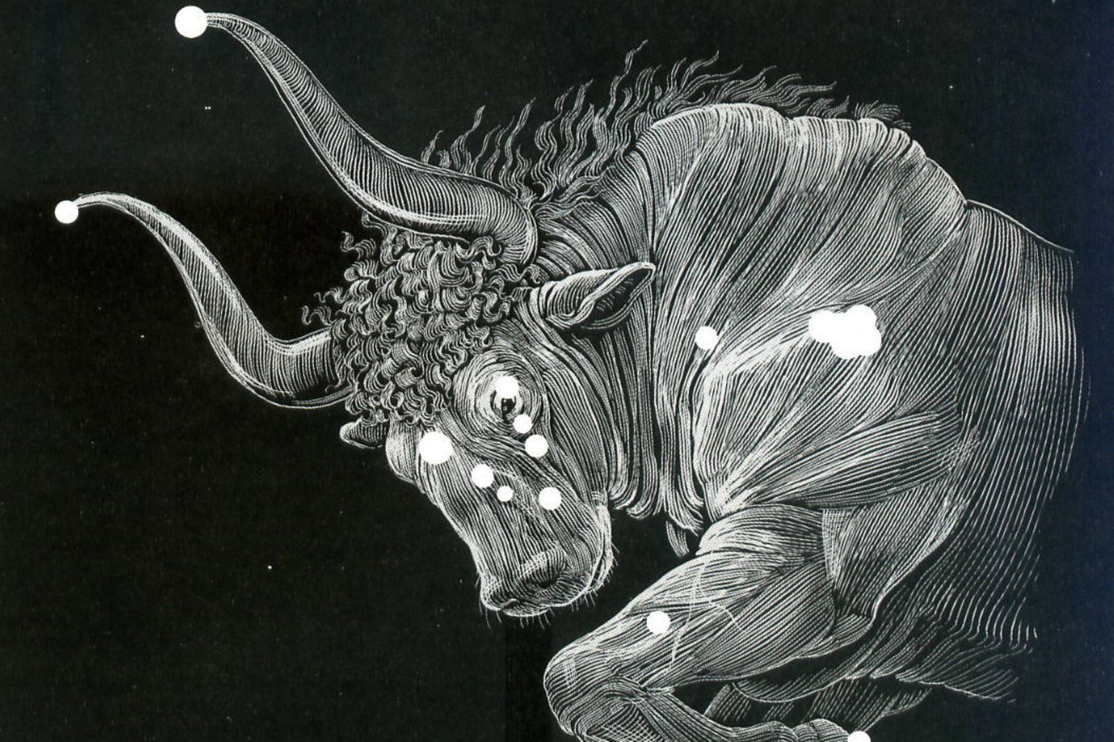 冬天的星座_金牛座