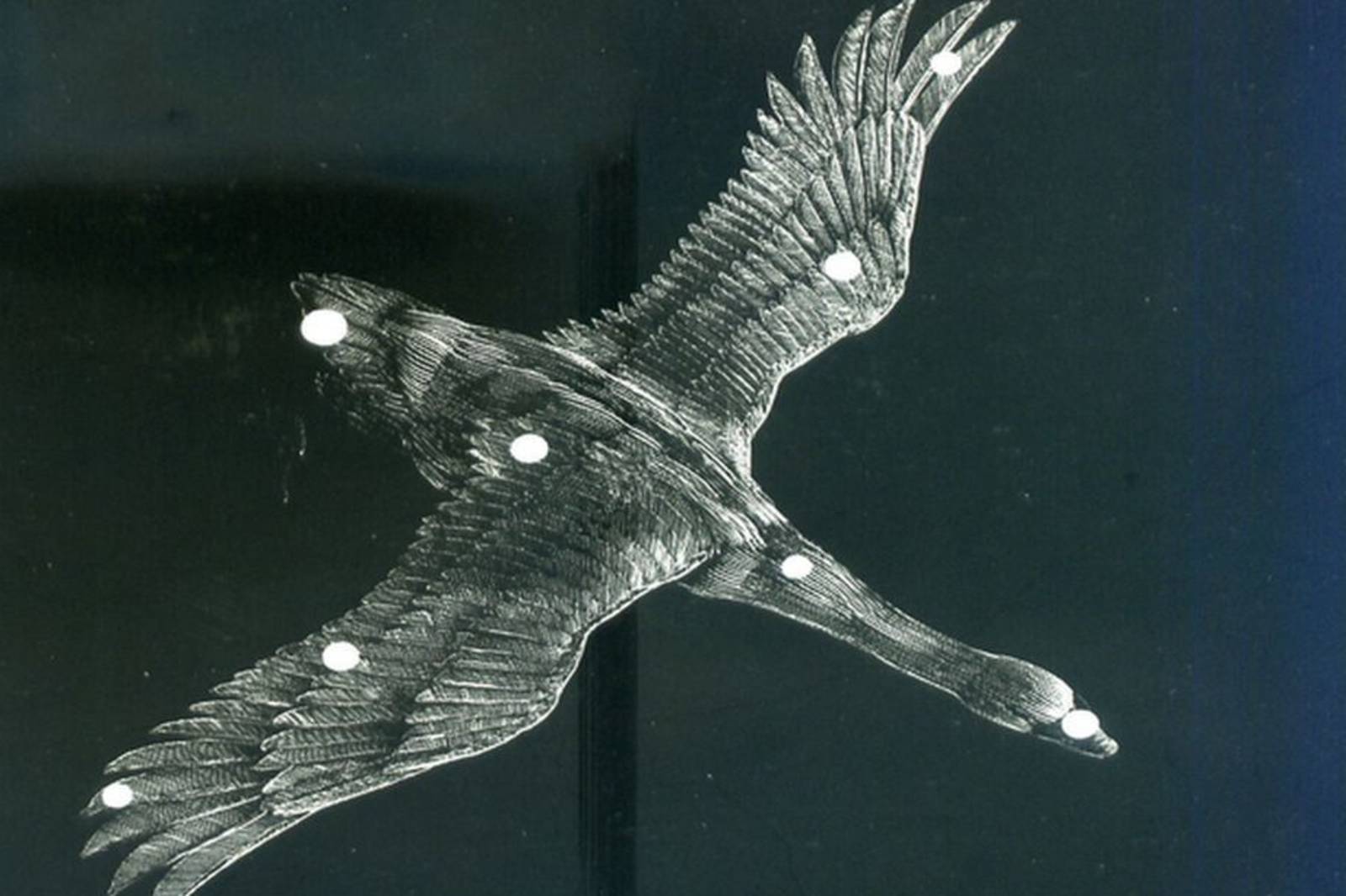 夏季星座_天鵝座