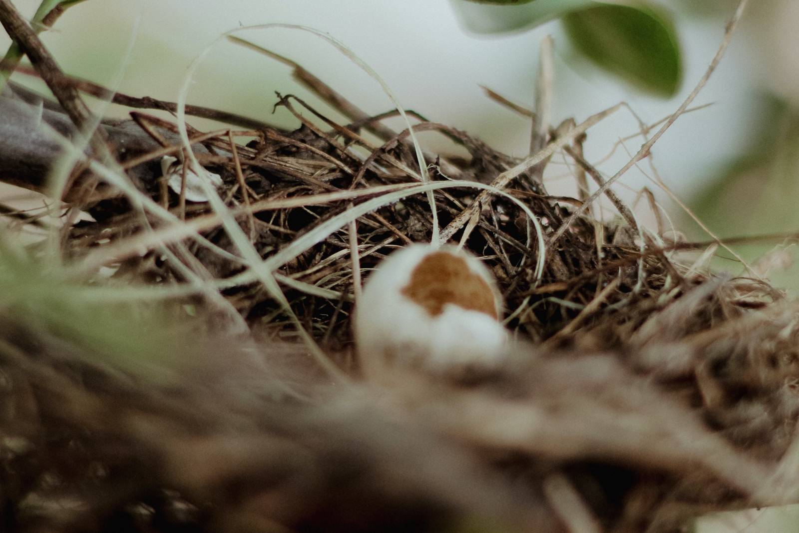 杜鵑鳥的生態04