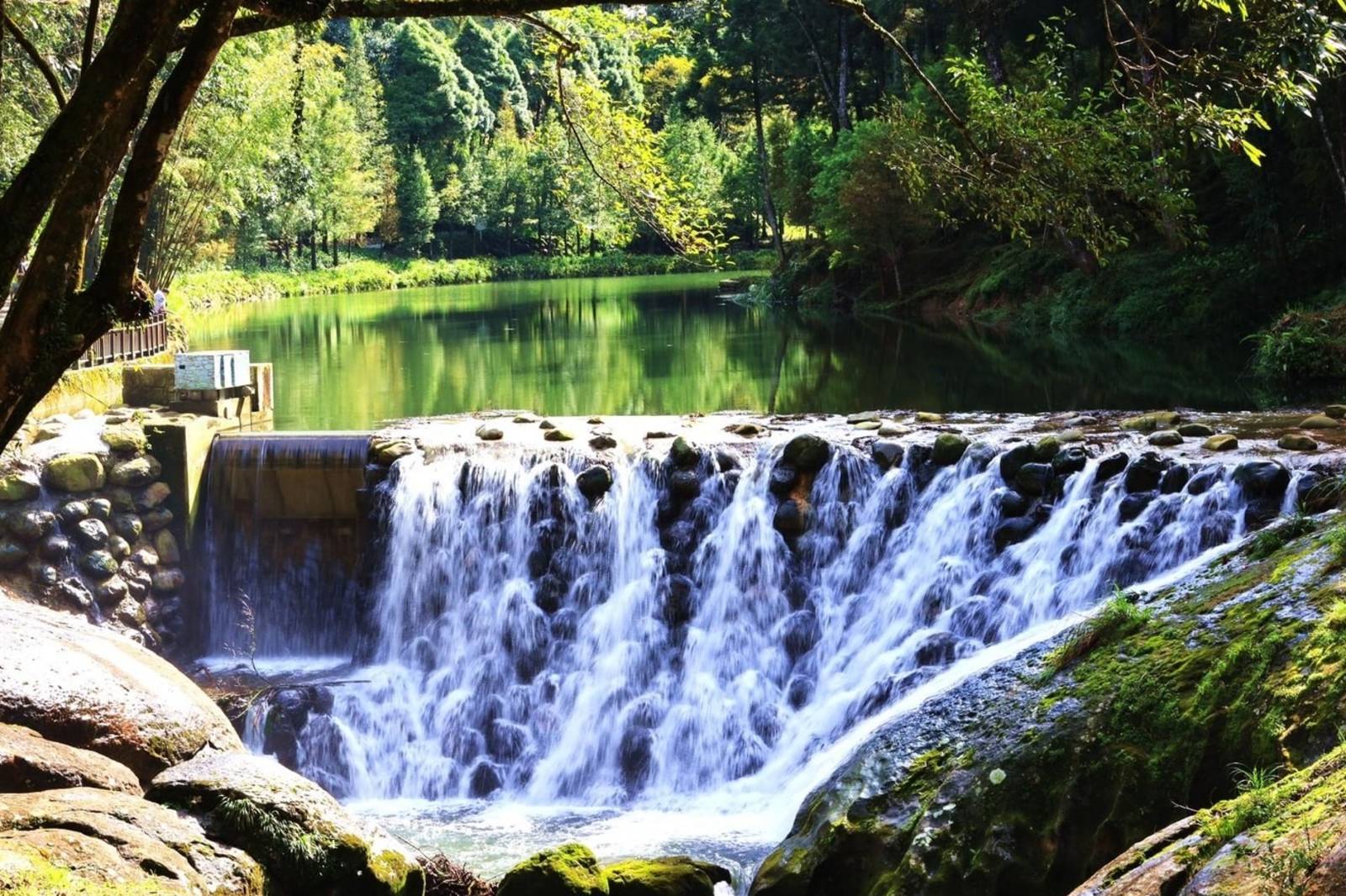 漫遊杉林水色杉林溪