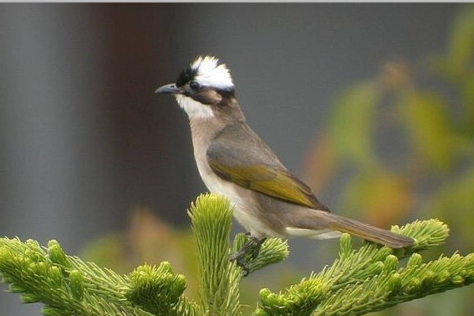 都市三俠～認識白頭翁