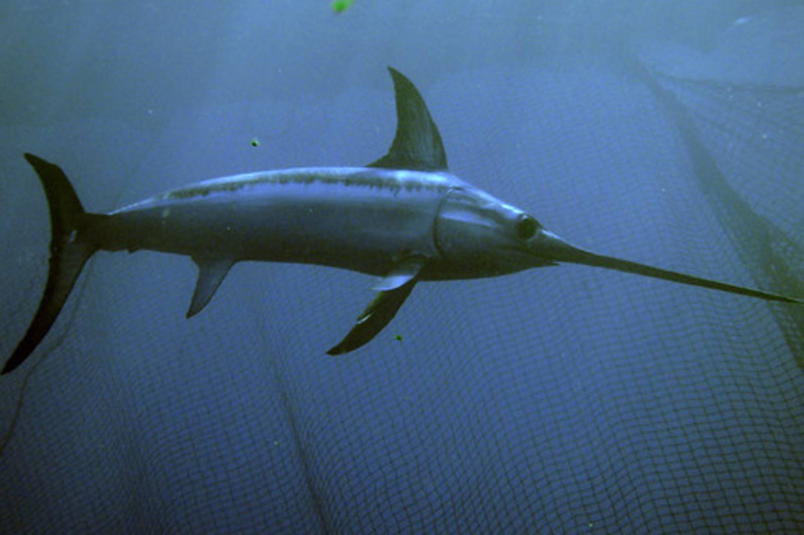 游泳速度最快的魚~旗魚