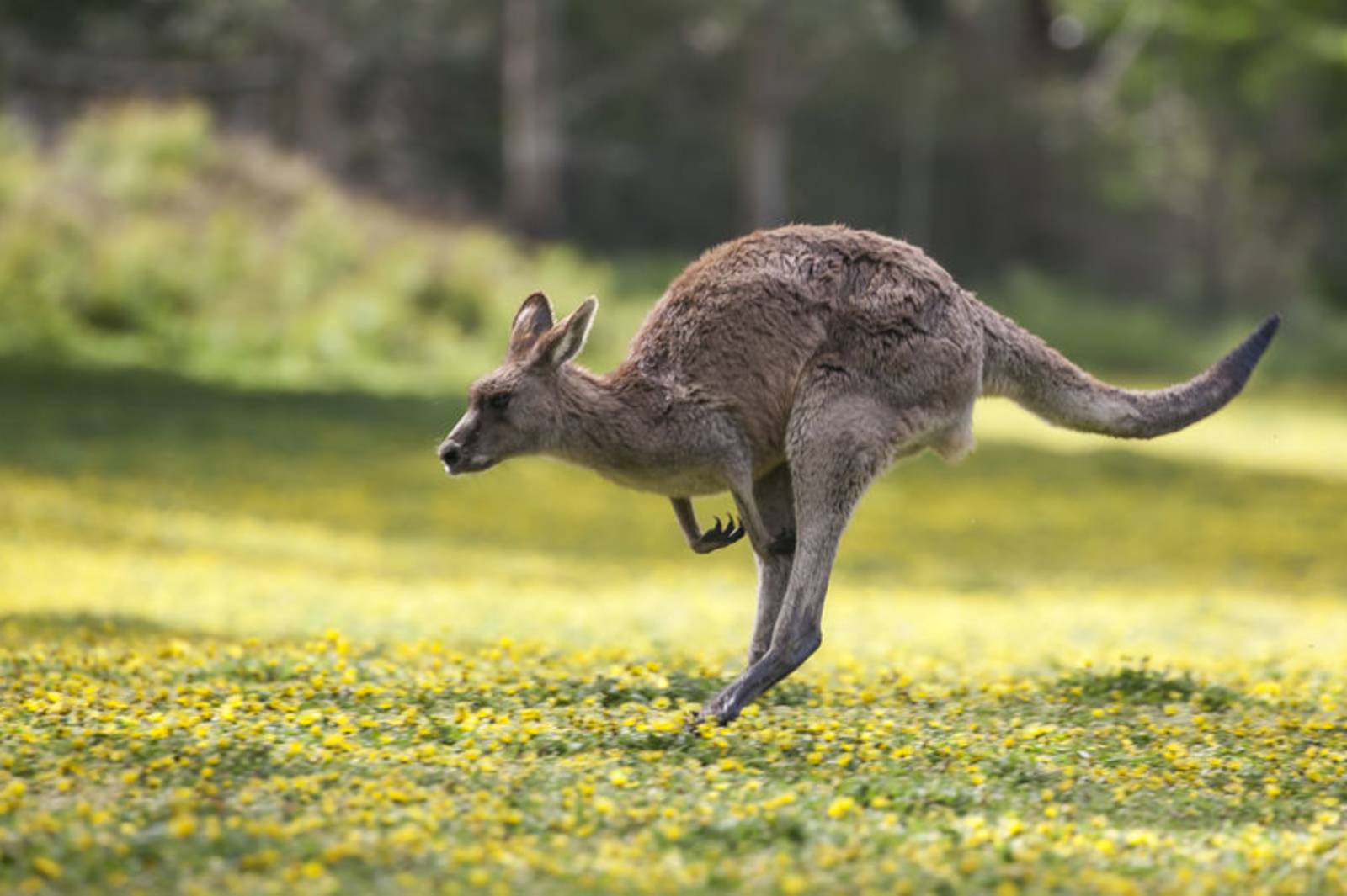 動物界的運動高手~認識袋鼠