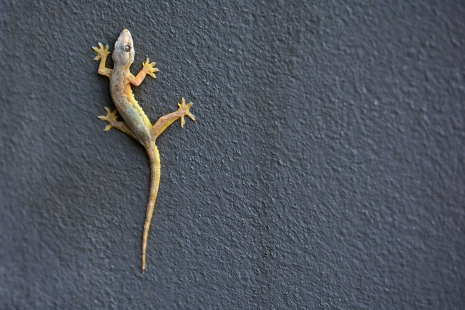 攀岩走壁好功夫~認識壁虎