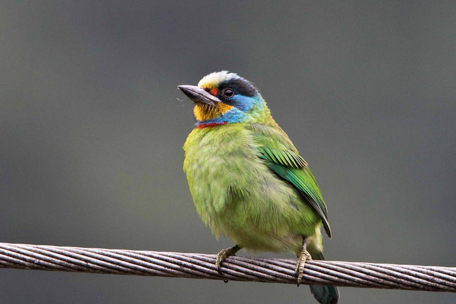 愛護子女的好爸媽~認識五色鳥