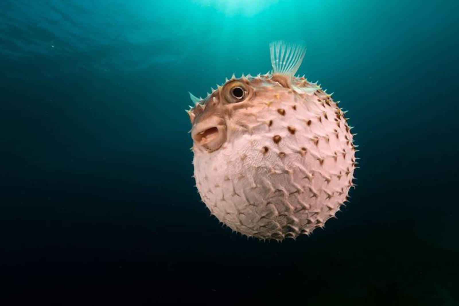 保持距離以策安全~認識河豚