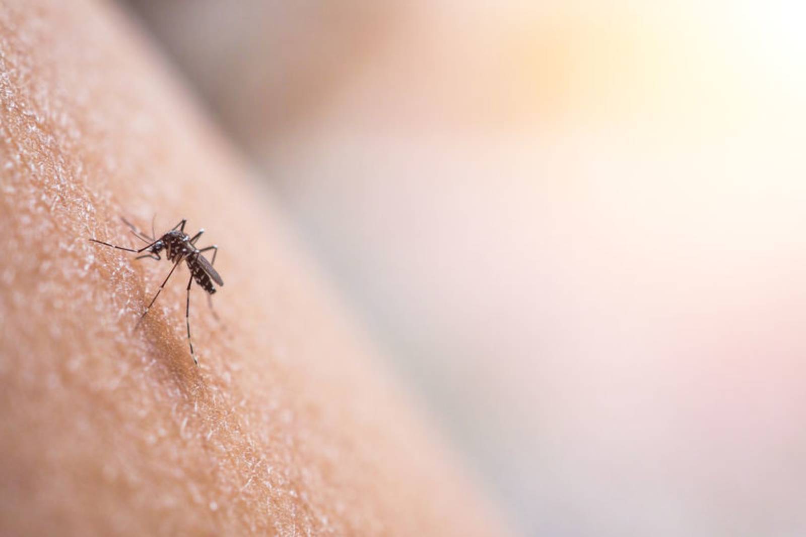 擾人清夢的討厭鬼~認識蚊子