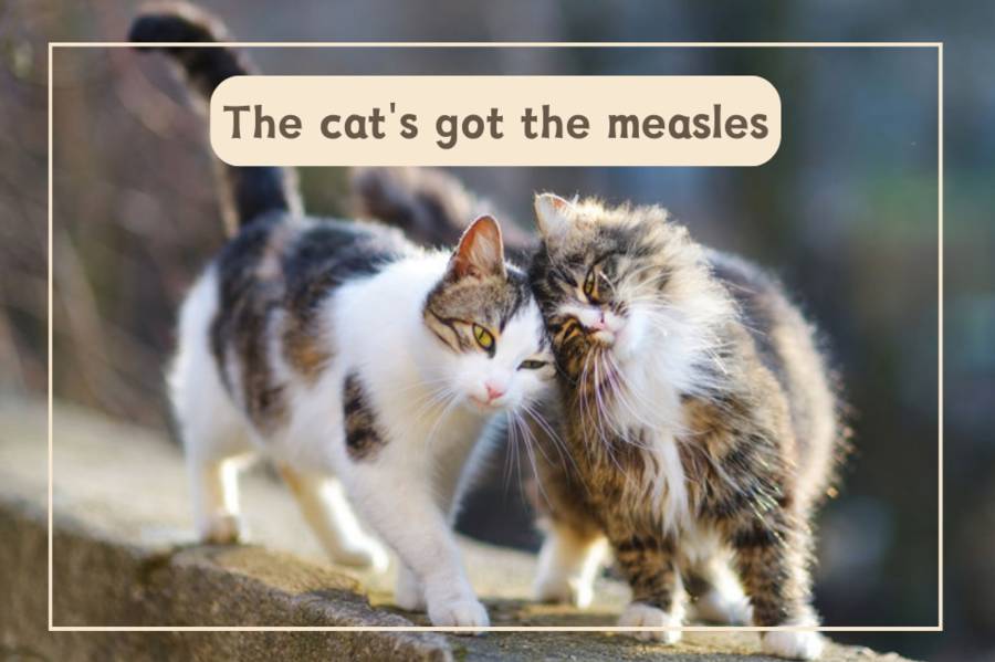 The cat's got the measles