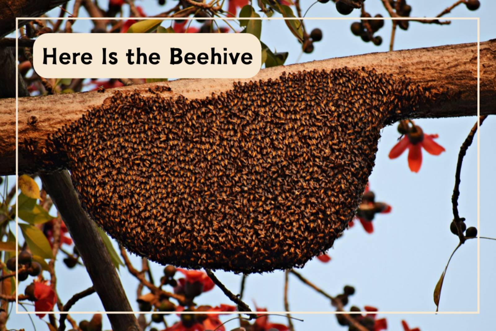 Here Is the Beehive