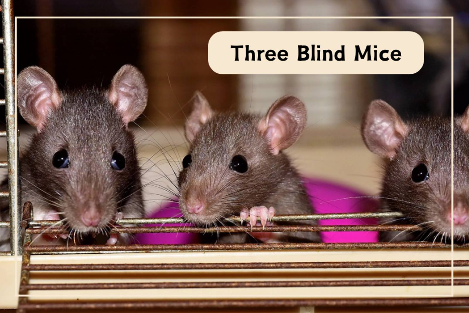 Three Blind Mice