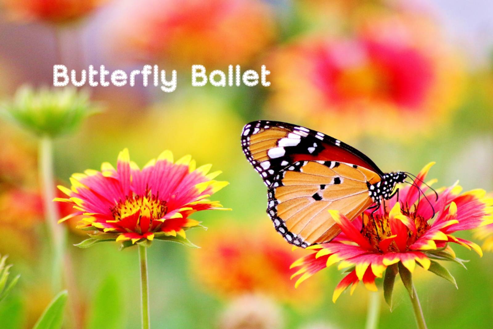 Butterfly Ballet 蝴蝶芭蕾