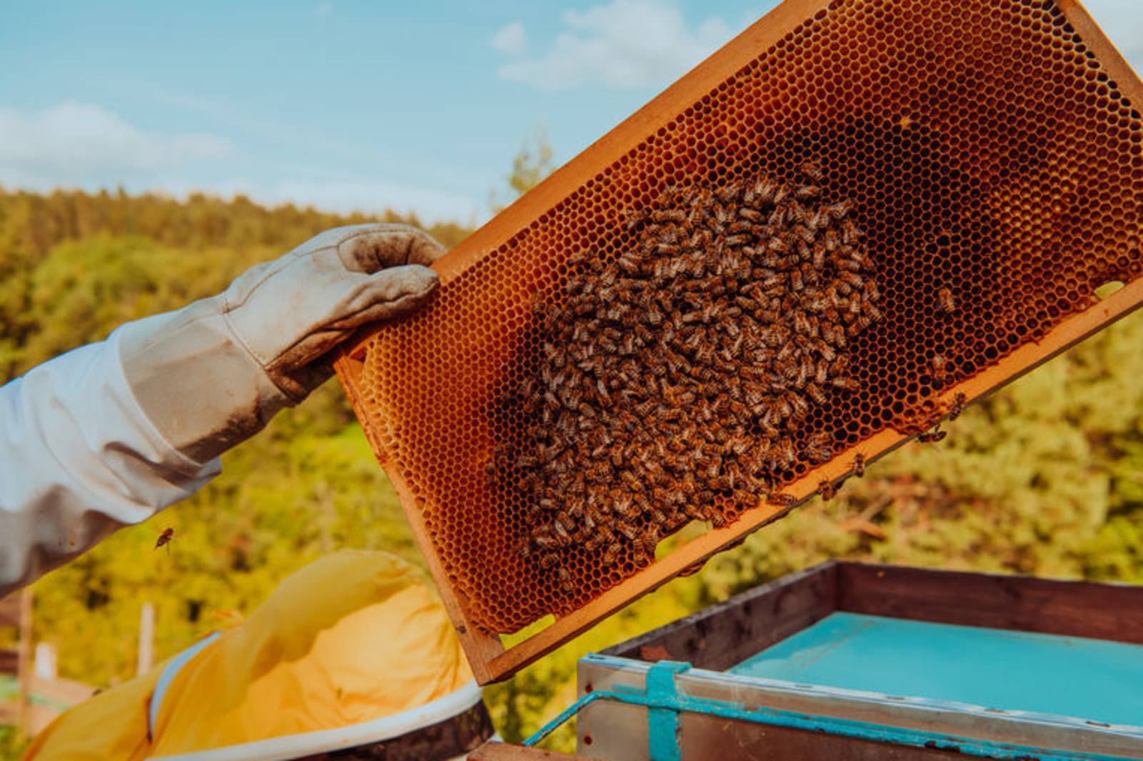 人蜂共好、共享自然，四季蜂收教育園區