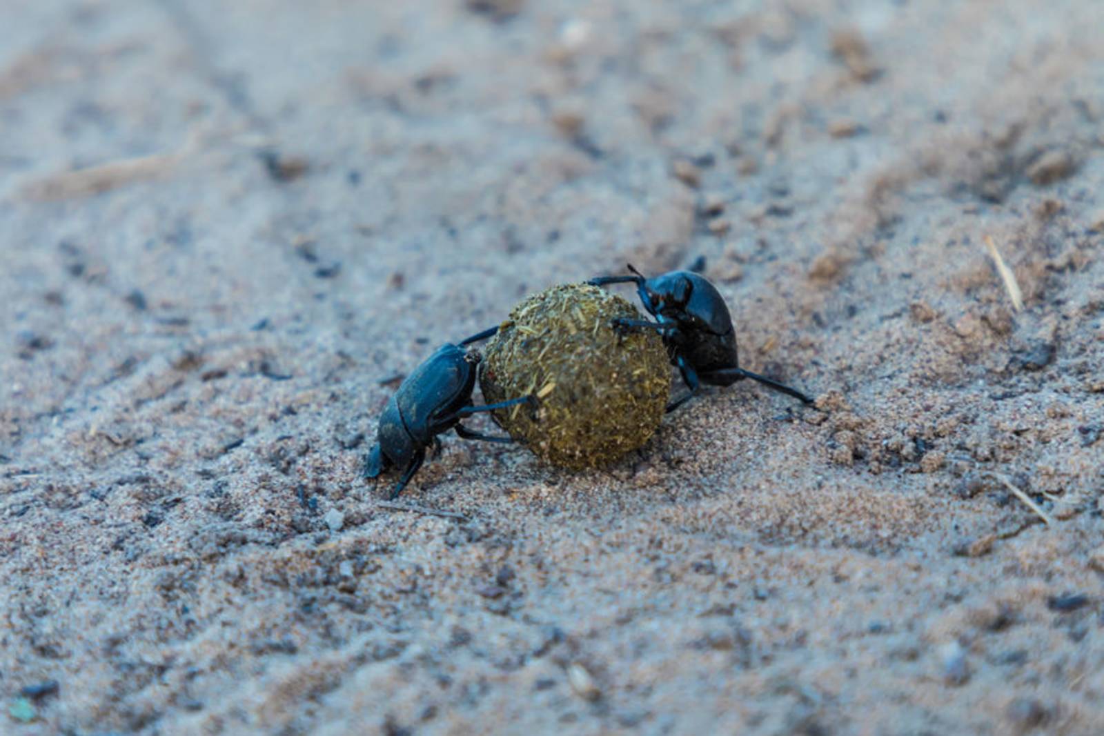 達克比辦案-黑心嬰兒食品屋