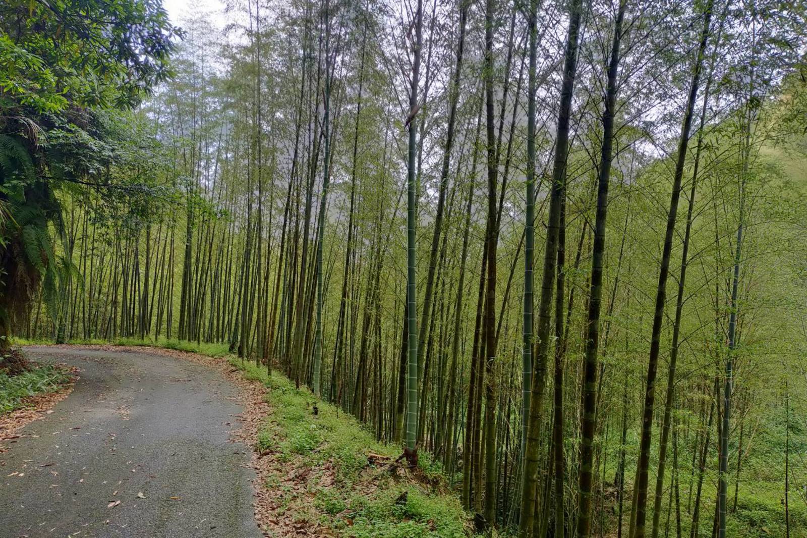 夏天大暑 南投集集大山聲景