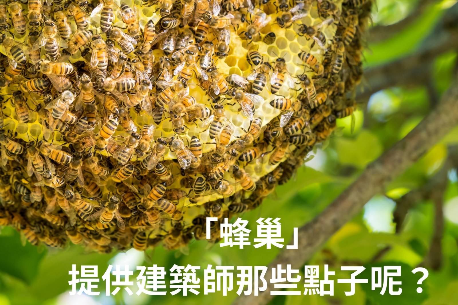 為什麼建築師會在蜂巢中找點子呢？