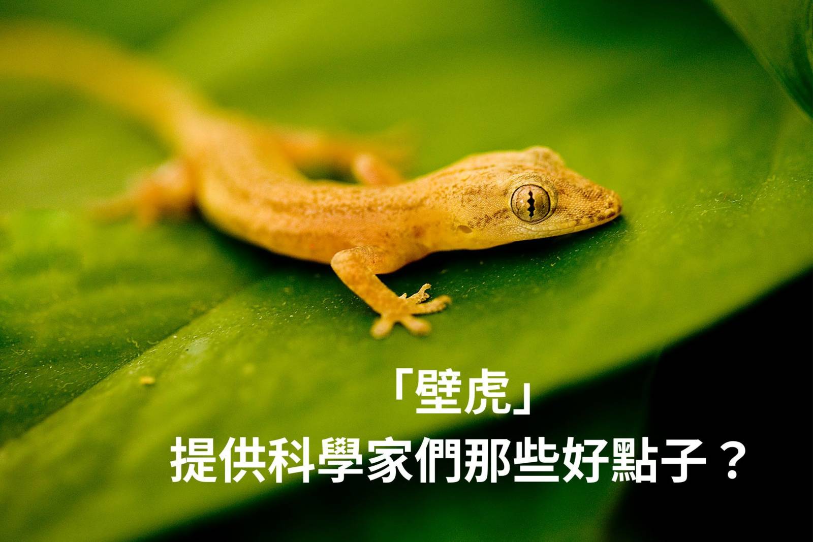 壁虎提供科學家們那些好點子？