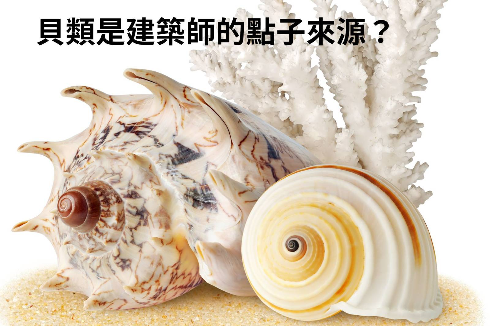 貝類是建築師的點子來源？