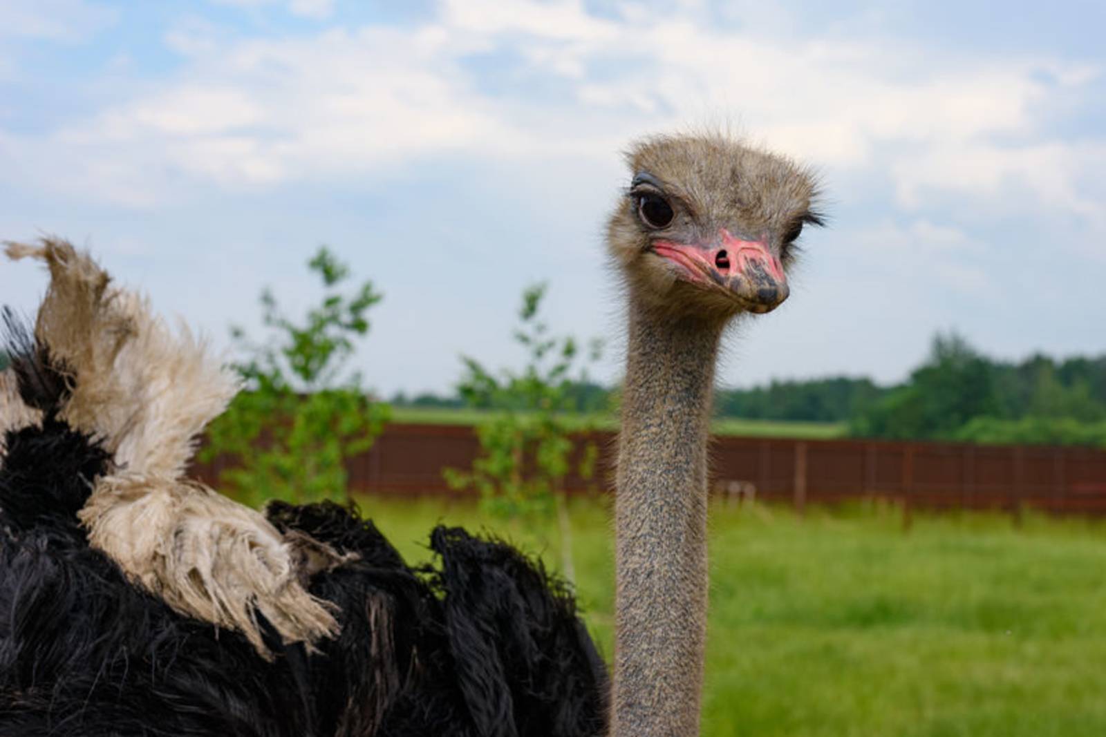 鳥類家族，誰的個頭最大？～認識駝鳥