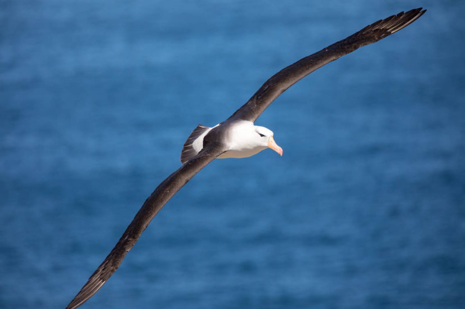 鳥類家族中，展翅最驚人的是？--認識信天翁
