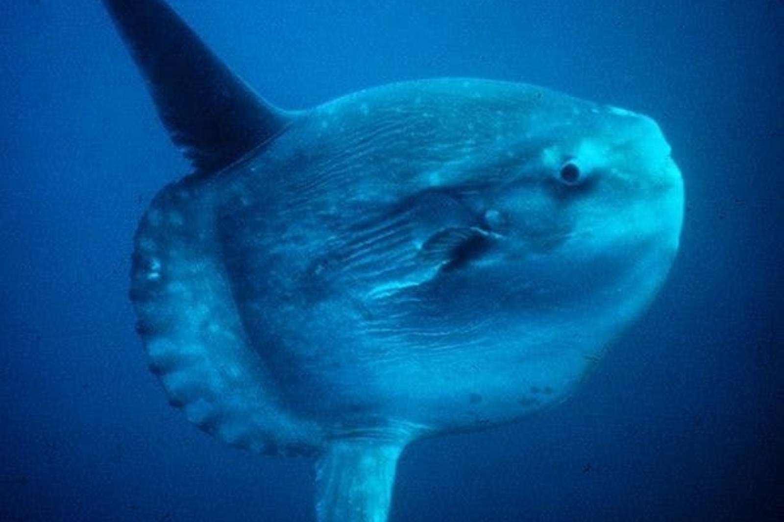 海洋家族中，誰的成長命運最坎坷？--認識翻車魚