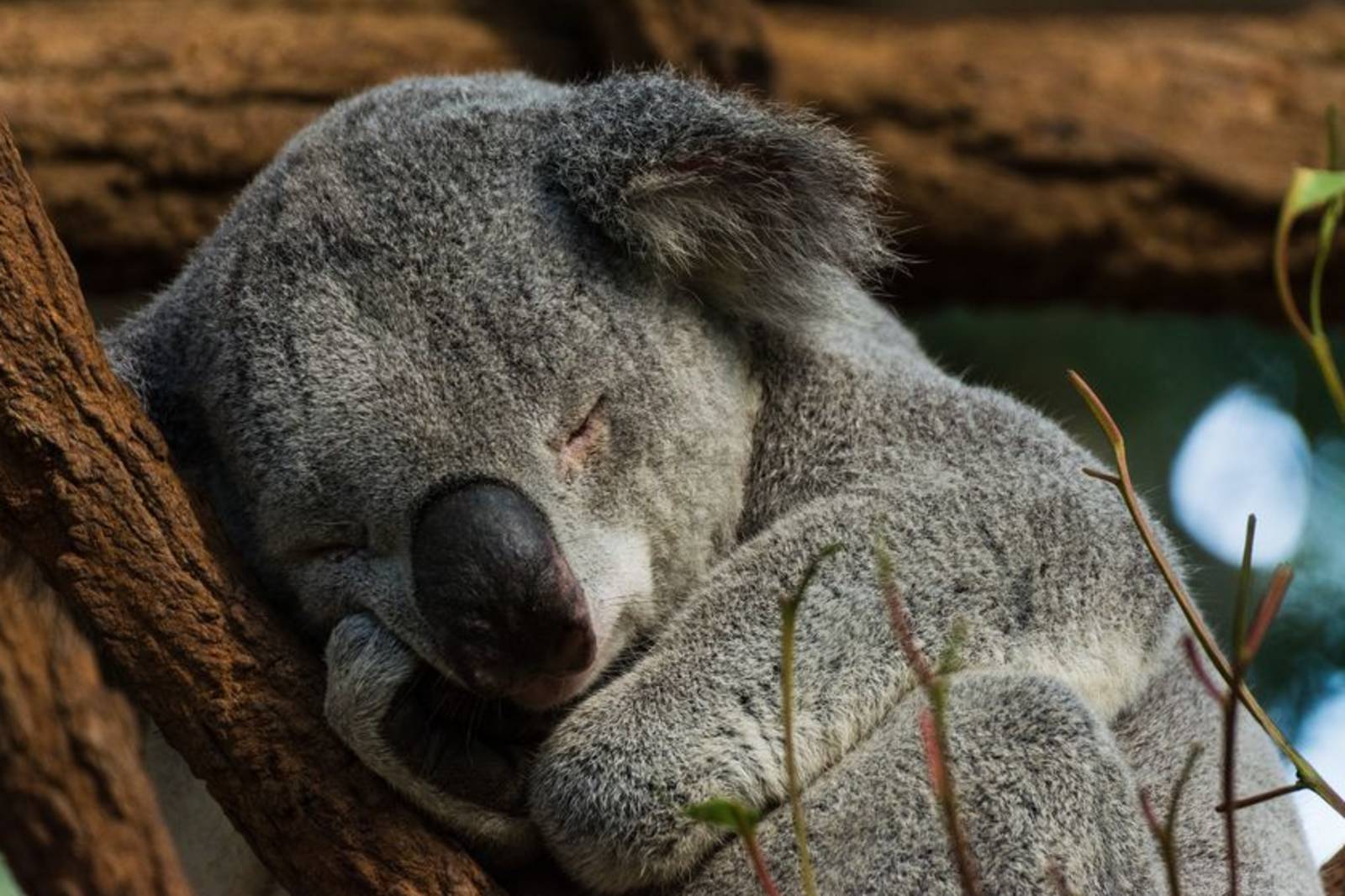 誰是最挑食的動物？--認識無尾熊