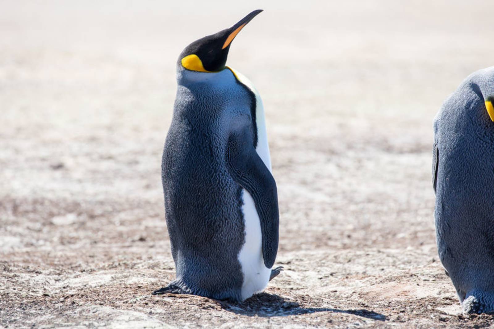 誰是受歡迎的動物明星？--認識企鵝