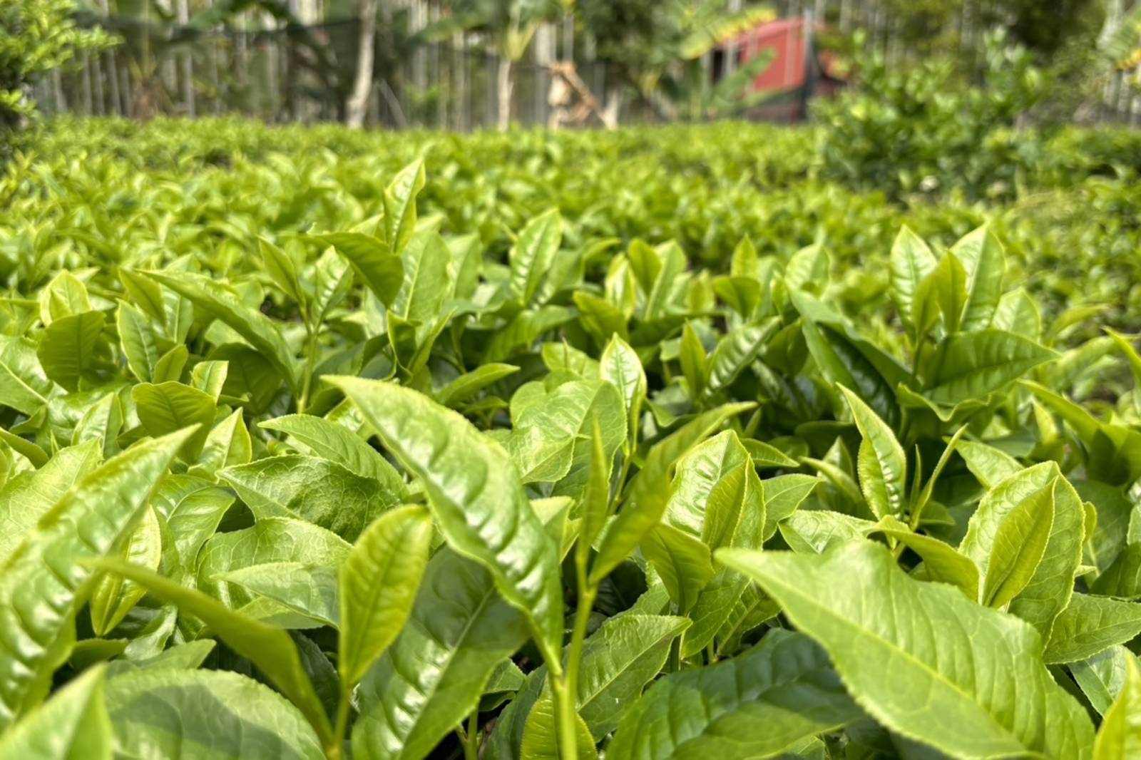 友善土地的魚池紅茶