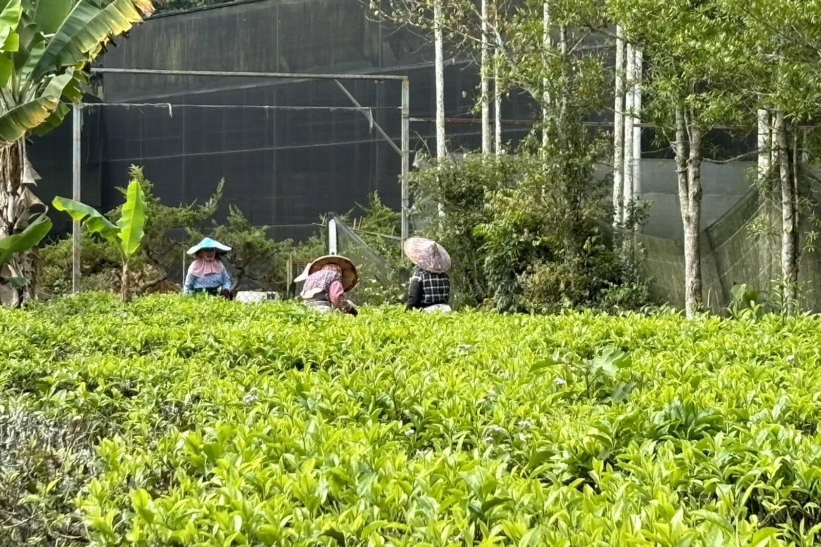 體驗魚池紅茶的美好