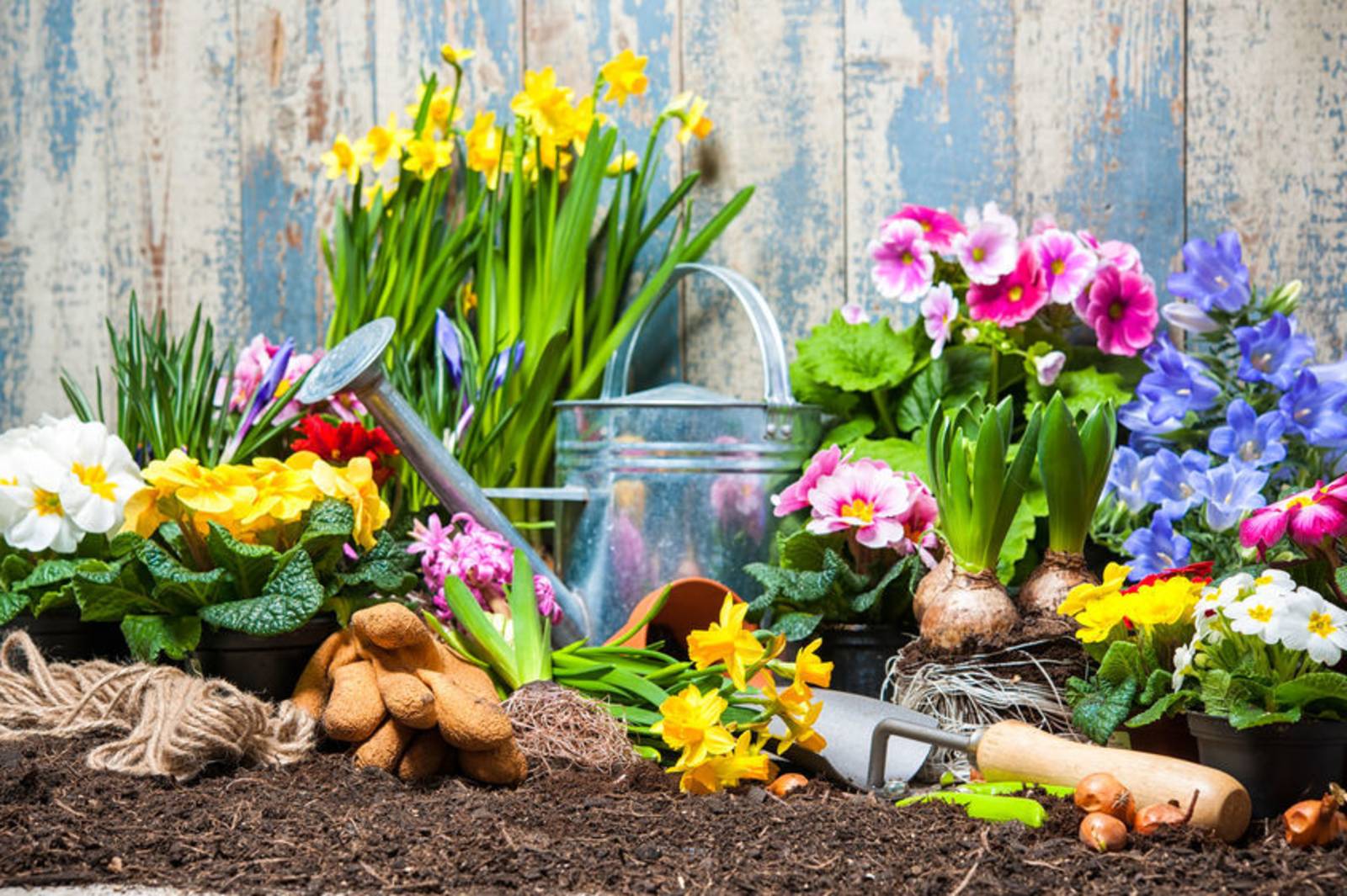 Crazy實驗室1-鳳凰花的秘密-鳳凰花的旗瓣為何會先凋零